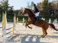 photographe cheval equitation cso istres le deven d121 img 0062