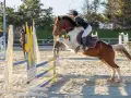 photographe cheval equitation cso istres le deven d121 img 0303