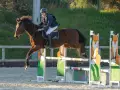 photographe cheval equitation cso istres le deven d121 img 0574