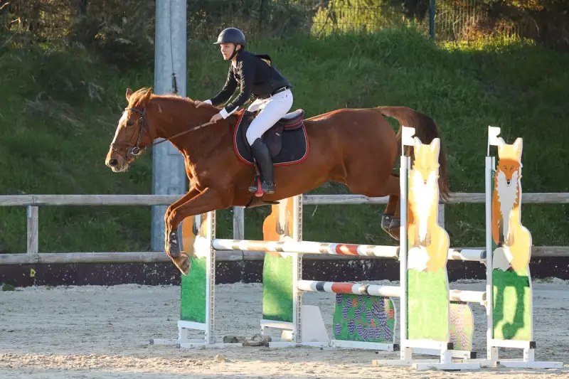 photographe cheval equitation cso istres le deven d121 img 0609