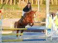 photographe cheval equitation cso istres le deven d121 img 0757