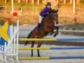 photographe cheval equitation cso istres le deven d121 img 0786